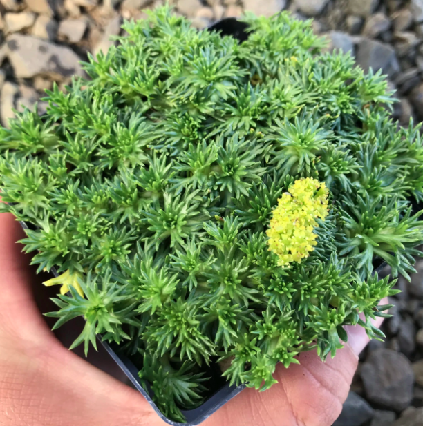 Bolax, Azorella trifurcata 4&quot;