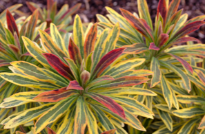 Euphorbia &#39;Ascot Rainbow&#39; Qt