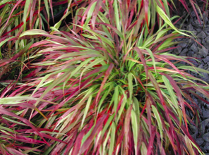 Grass - Japanese Forest, Hakonechloa macra &#39;Beni-Kaze&#39; Qt