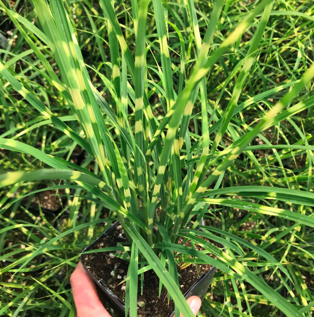 Grass - Maiden, Miscanthus sinensis &#39;Gold Bar&#39; 4.5&quot;