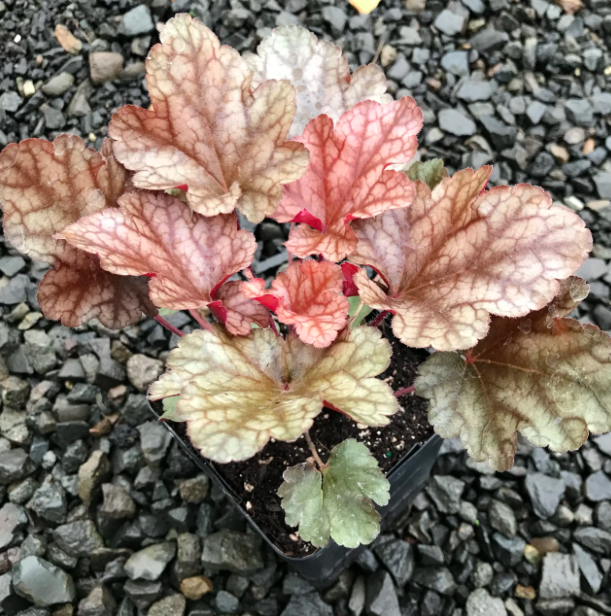 Heuchera &#39;Peach Flambe&#39; 1gal