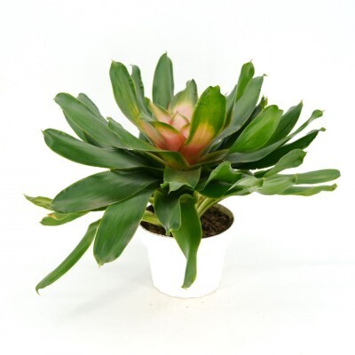 Bromeliad Neoregelia Asst. 6&quot;