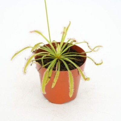 Cape Sundew, Drosera Capensis 3&quot;