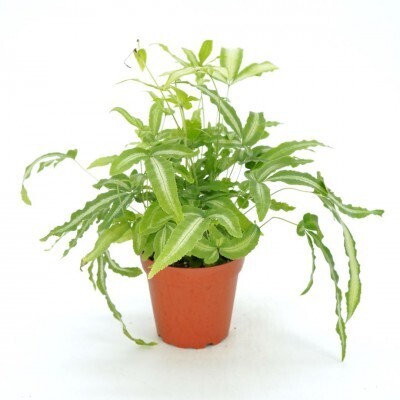 Fern - Brake, Pteris cretica &#39;Albo-Lineata&#39; 4&quot;