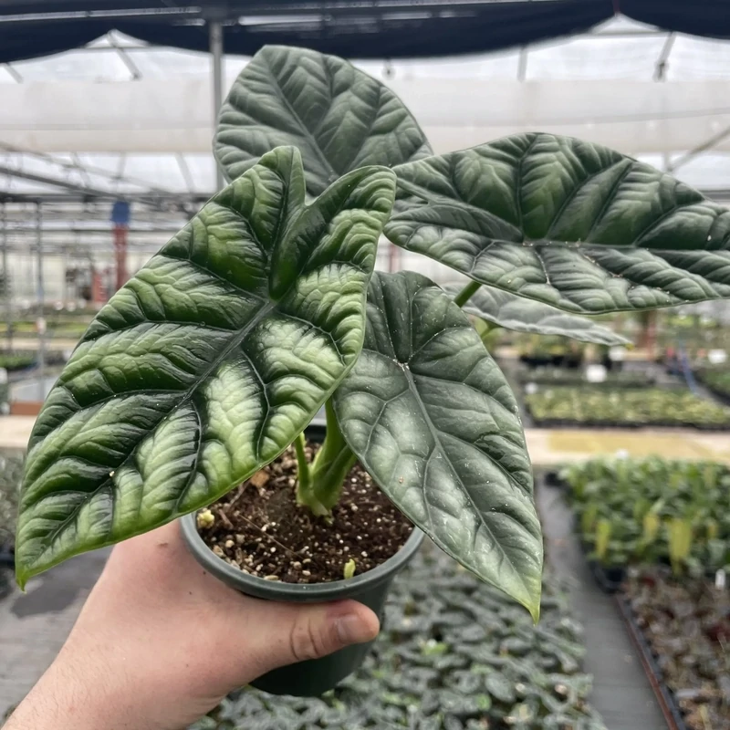 Alocasia sinuata 4.5&quot;