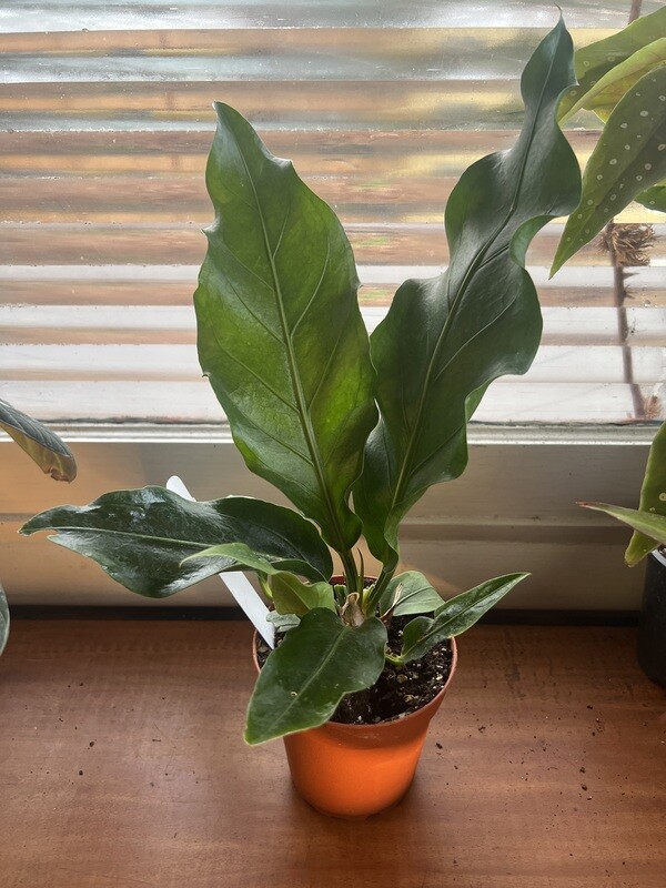Fruffles Anthurium, Anthurium plowmanii 4&quot;