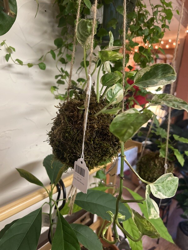 Indoor Kokedama - Pothos &#39;Njoy&#39;