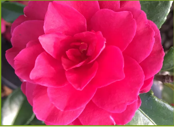 Camellia s.&#39;Purple Haze&#39; 5gal