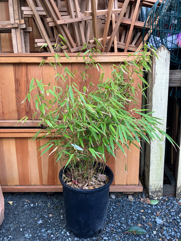 Bamboo - Clumping, Fargesia rufa 5gal