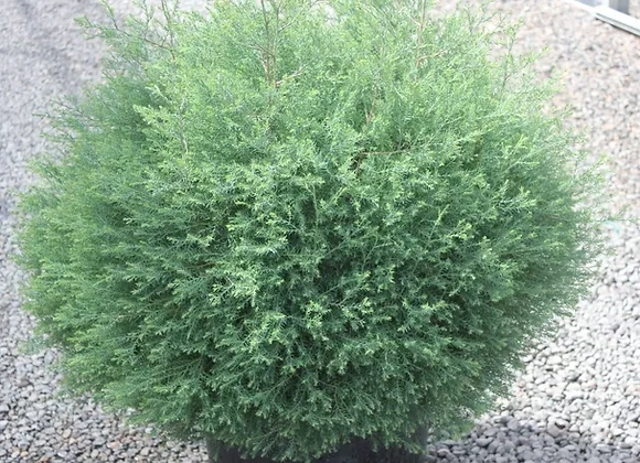 Cedar - Atlantic White, Chamaecyparis t. &#39;Heatherbun&#39; 5gal