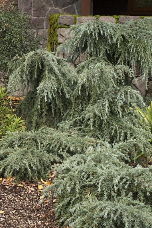 Cedar - Deodar, Cedrus d.&#39;Feelin Blue&#39; 5gal