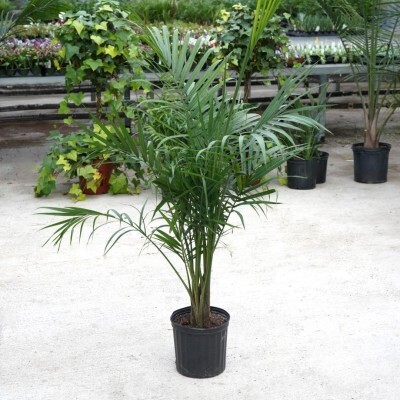 Majesty Palm, Ravenea rivularis 10&quot;