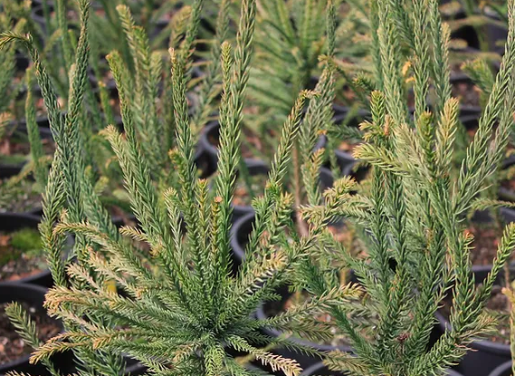 Cedar - Japanese, Cryptomeria. j. &#39;Dacrydioides&#39; 5gal