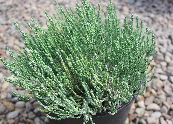 Coral Shrub, Ozothamnus coralloides 2gal