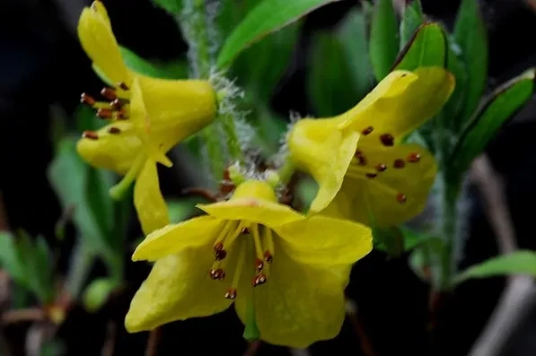Rhododendron mekongenese 2gal