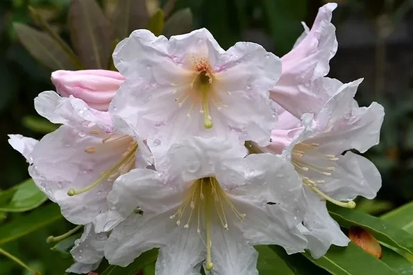 Rhododendron decorum 2gal