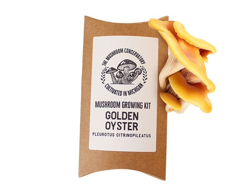 Mushroom Growing Kit - Golden Oyster