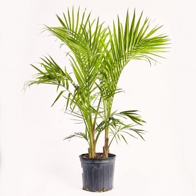 Majesty Palm - Ravenea rivularis 12&quot;