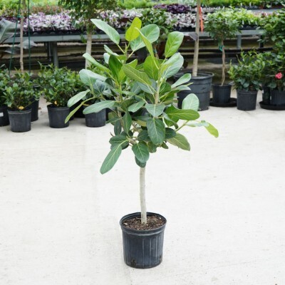 Ficus Audrey - Ficus benghalensis - standard 10&quot;