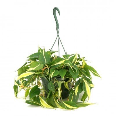 Urban Earth Nursery Online Shop — Urban Earth Nursery
