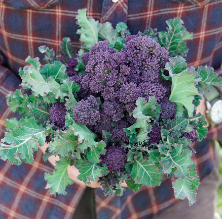 Seeds - Broccoli Purple Sprouting 1/2 Gram