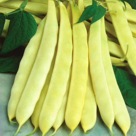 Seeds - Bean Capitano 1 Ounce