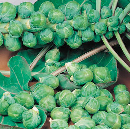 Seeds - Brussels Sprout Roodnerf 1/4 Gram