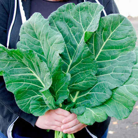 Seeds - Collard Top Chop 1 Gram