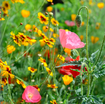Seeds - Mix Deer Resistant Mix 2 Grams