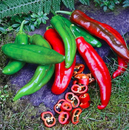 Seeds - Pepper Anaheim College 64 1/4 Gram