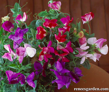 Seeds - Sweet Pea Color Palette Cupid Windowbox