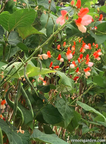Seeds - Runner Beans Painted Lady