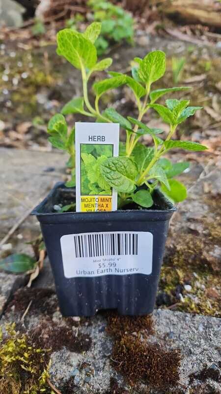 Mint &#39;Mojito&#39; 4&quot;