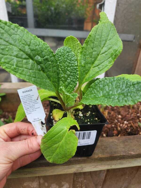 Borage 4&quot;