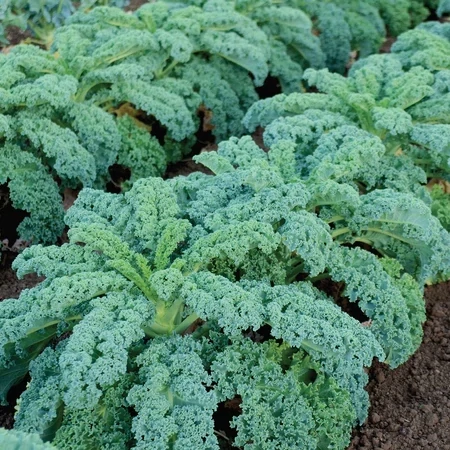 Seeds - Kale Winterbor 1/2 Gram