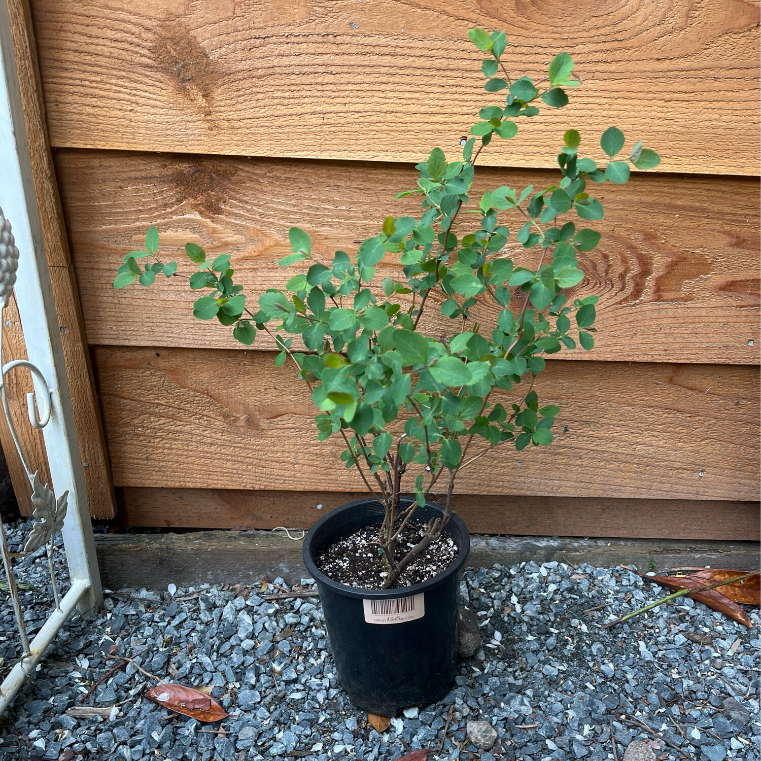 Snowberry, Symphoricarpos album 1gal