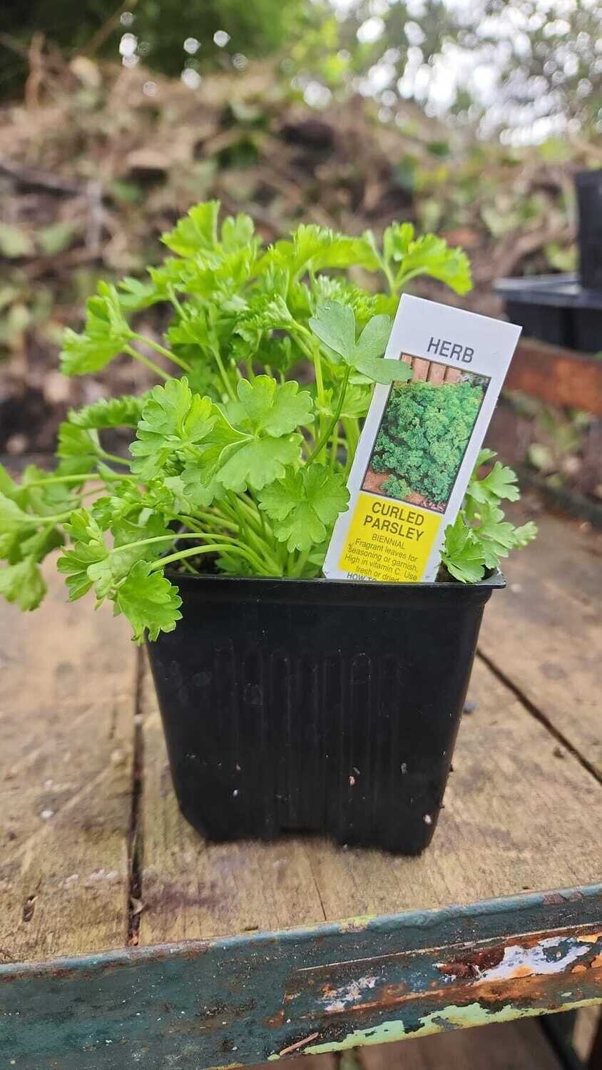 Parsley Curly 4&quot;