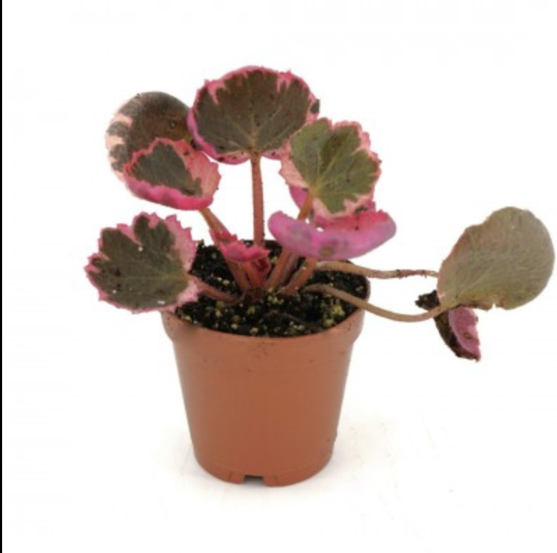 Strawberry Begonia, Saxifraga stolonifera &#39;Tricolor&#39; 2&quot;