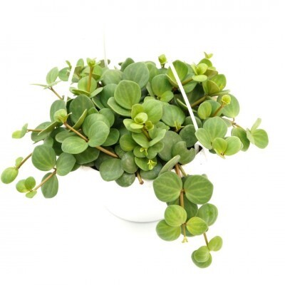 Peperomia &#39;Hope&#39; 6&quot;