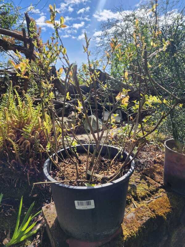 Blueberry Family Tree 3 in 1, Vaccinium hybrid 5gal