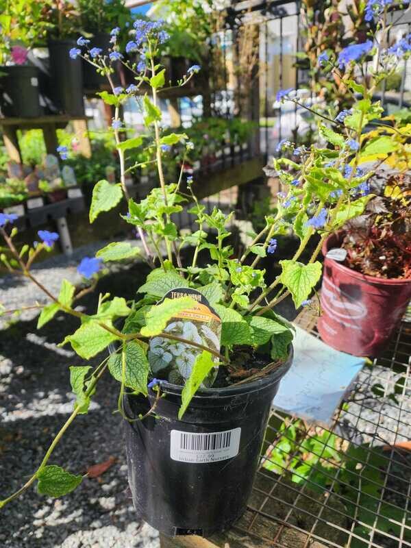 Brunnera &#39;Alexander&#39;s Great&#39; 1gal