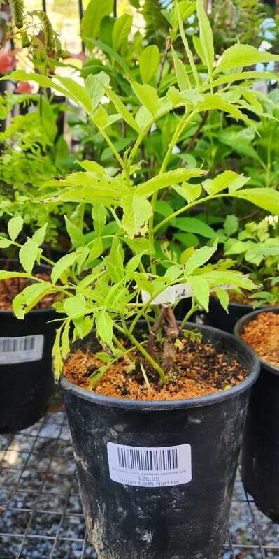Elderberry - Red, Sambucus racemosa 1gal