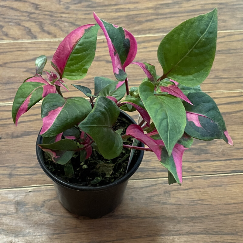 Alternanthera ficoidea &#39;Party Time&#39; 4&quot;