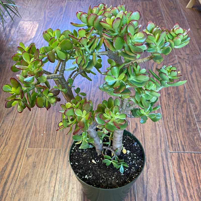 Crassula ovata &#39;Crosby&#39;s Compact&#39; - Trunk 8&quot;