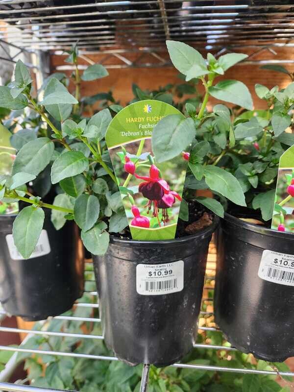 Fuchsia - Hardy &#39;Debron&#39;s Black Cherry&#39; Qt