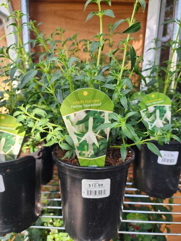 Fuchsia &#39;Hawkshead&#39; Qt