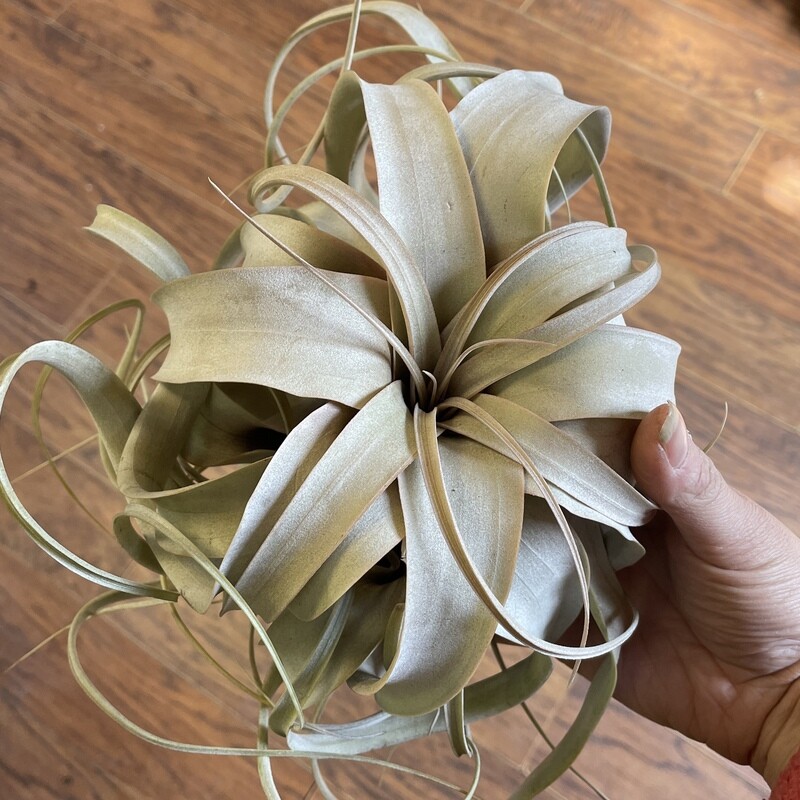 Xerographica Medium  6&quot;
