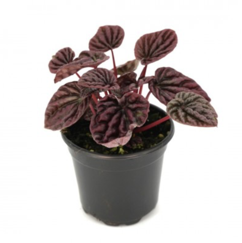 Peperomia caperata &#39;Red Luna&#39; 4&quot;