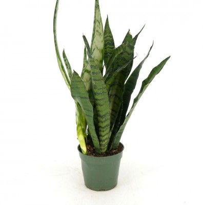 Snake Plant, Sanseviera zeylanica 4&quot;