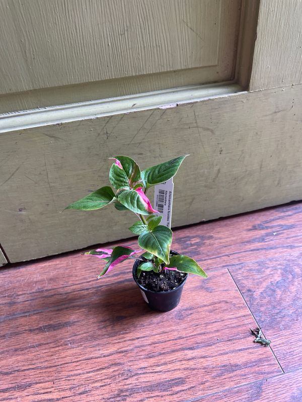 Alternanthera ficoidea &#39;Party Time&#39; 2&quot;